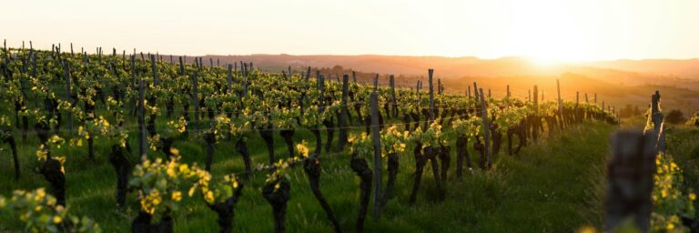 Vignerons Grimaud